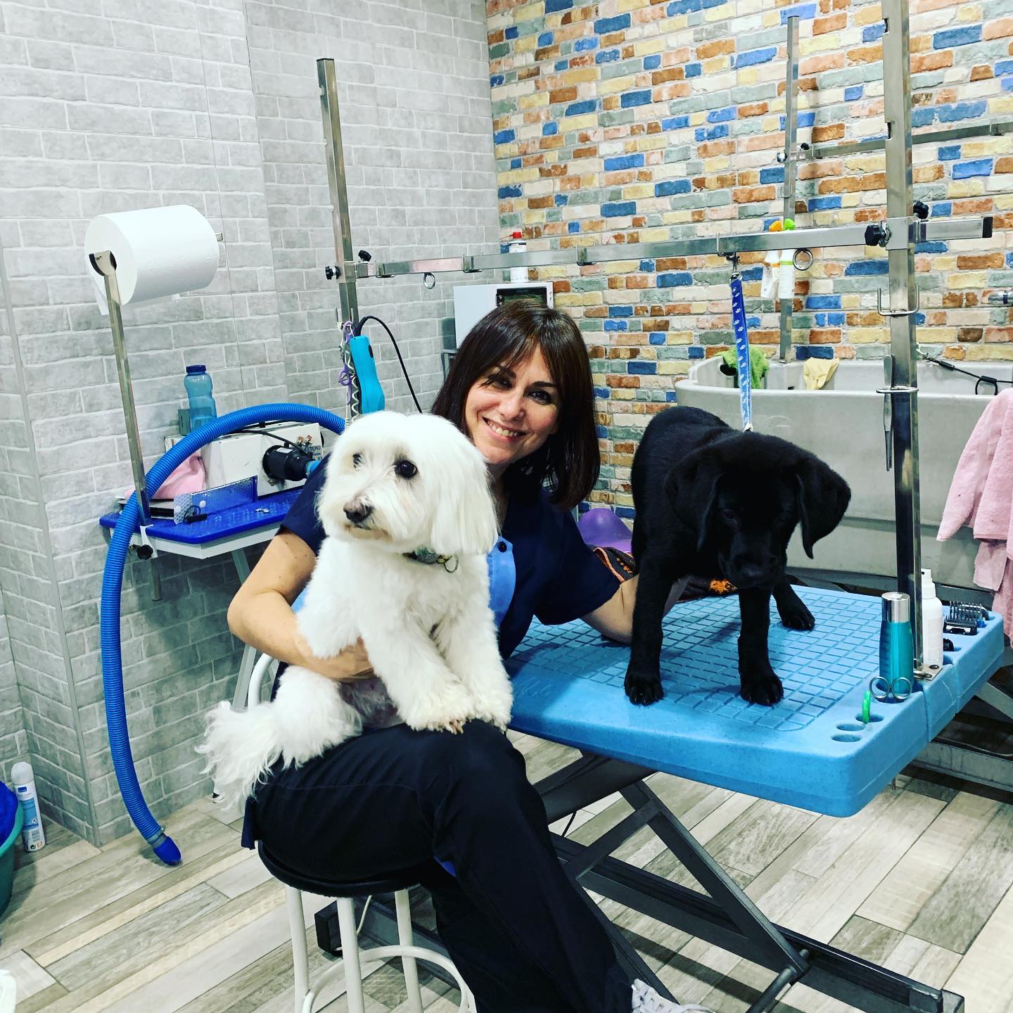 barberia canina